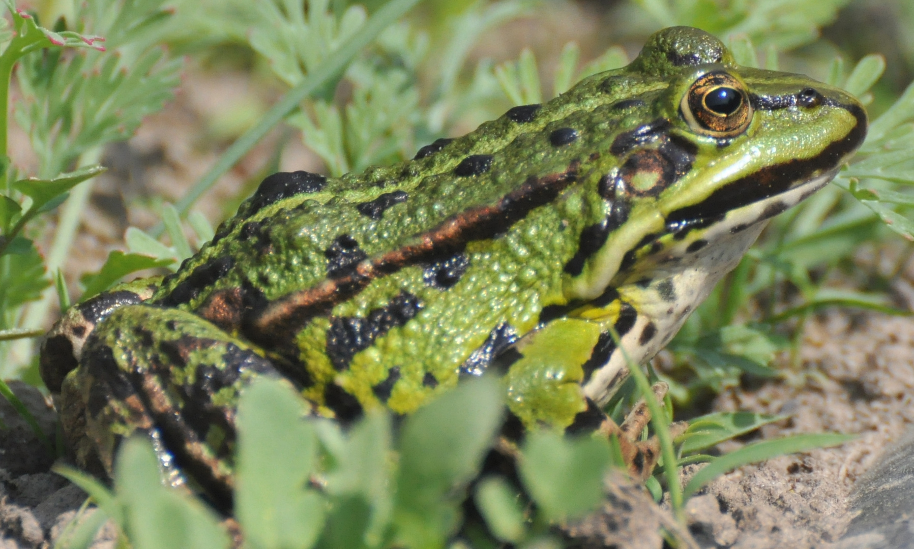 Gartenfrosch Foto &amp; Bild tiere, frosch, gartenteich