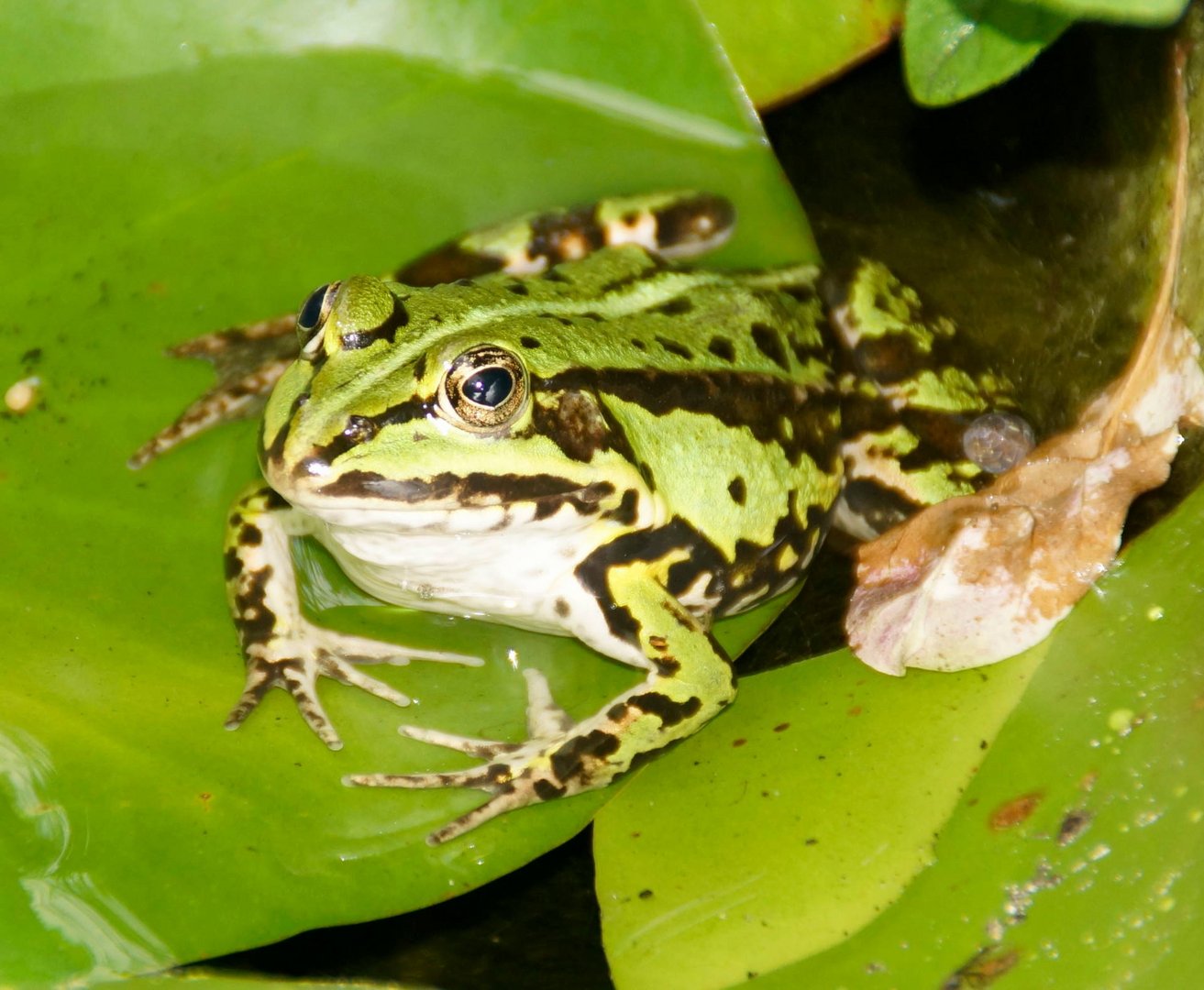 Gartenfrosch