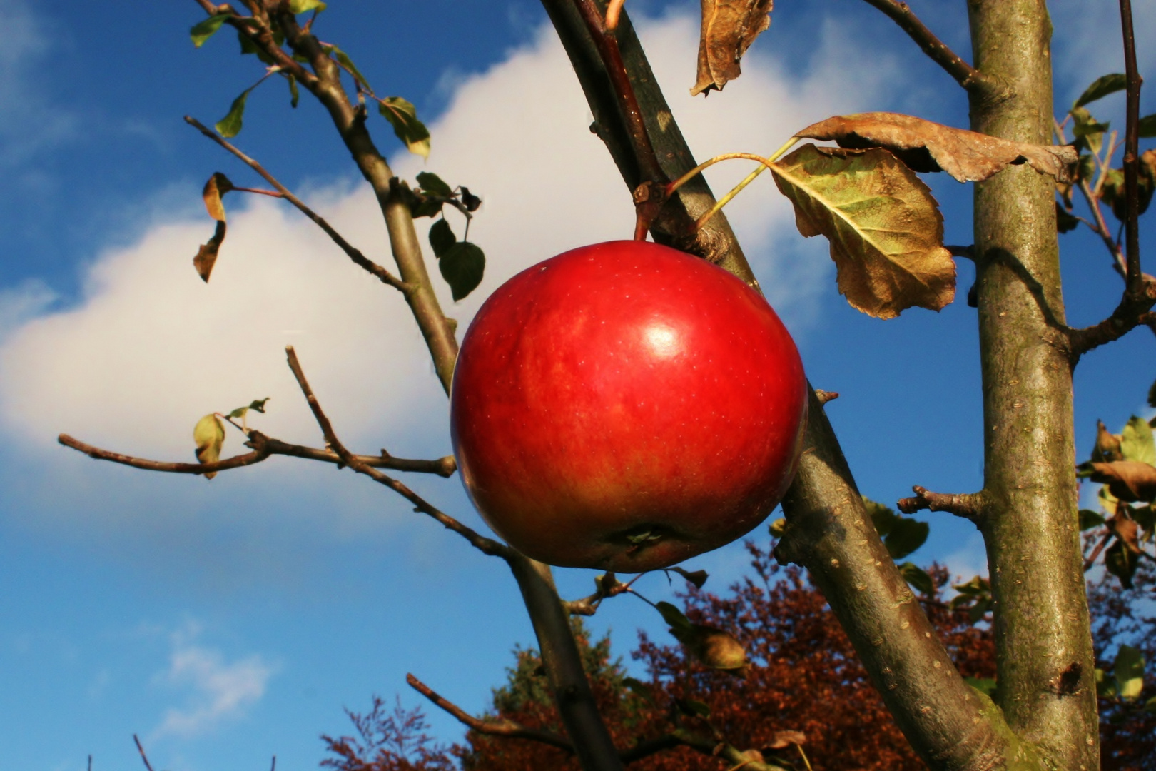 Gartenfrüchte...