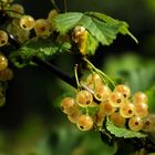 Gartenfrüchte - Marmeladenzeit