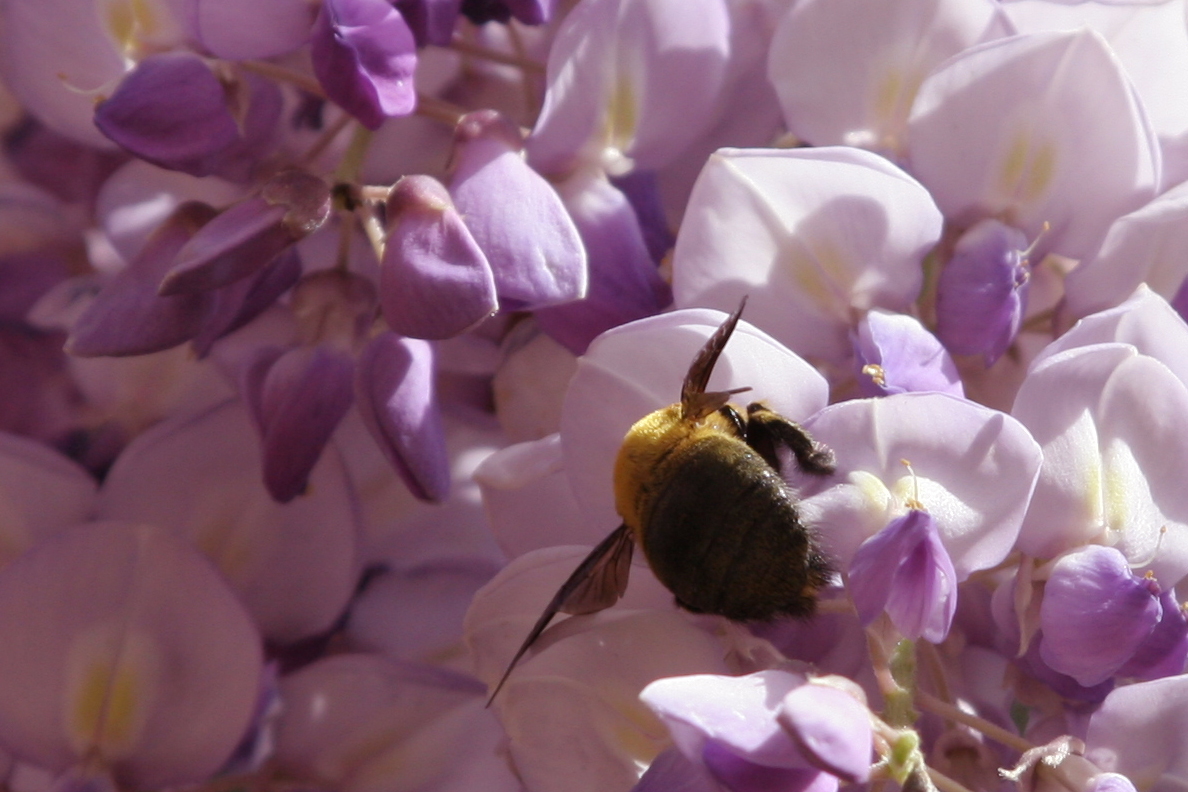 GartenFruehling #2