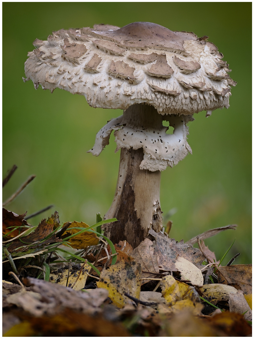 Gartenfund  -Parasol- 