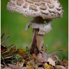 Gartenfund  -Parasol- 