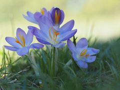 "Gartenfund" von heute.....