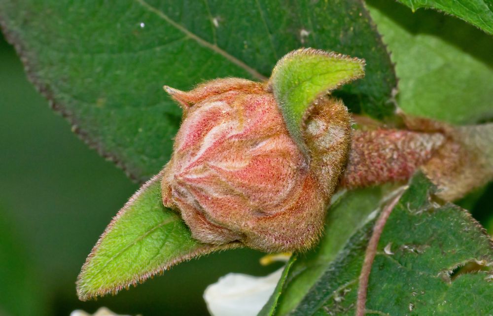 Gartenfund - Was es ist? Wie immer keine Ahnung!!!!