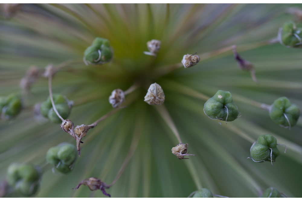 Gartenfundstück