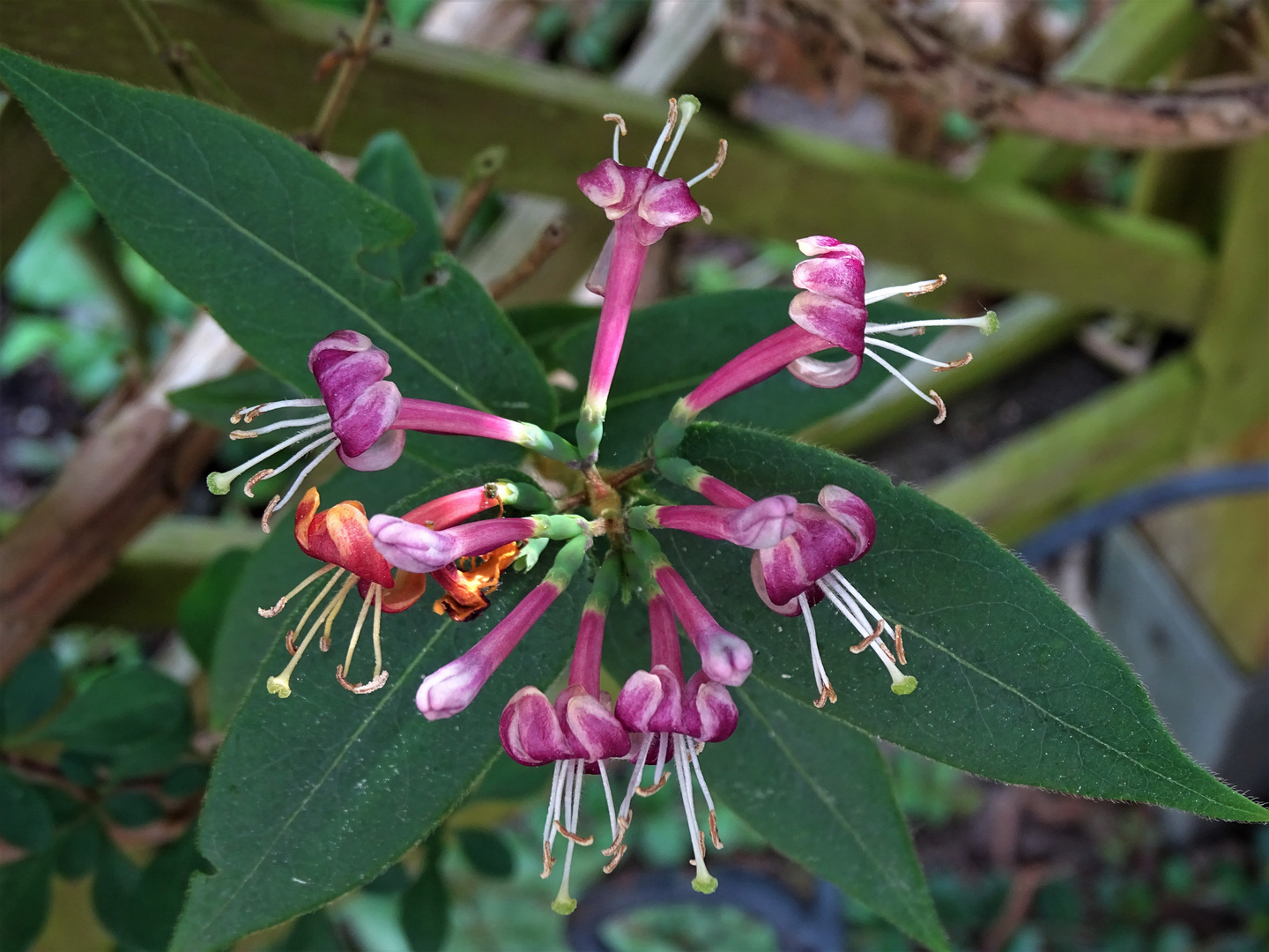 Gartengeißblatt   (Lonicera caprifolium)