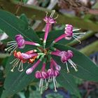 Gartengeißblatt   (Lonicera caprifolium)