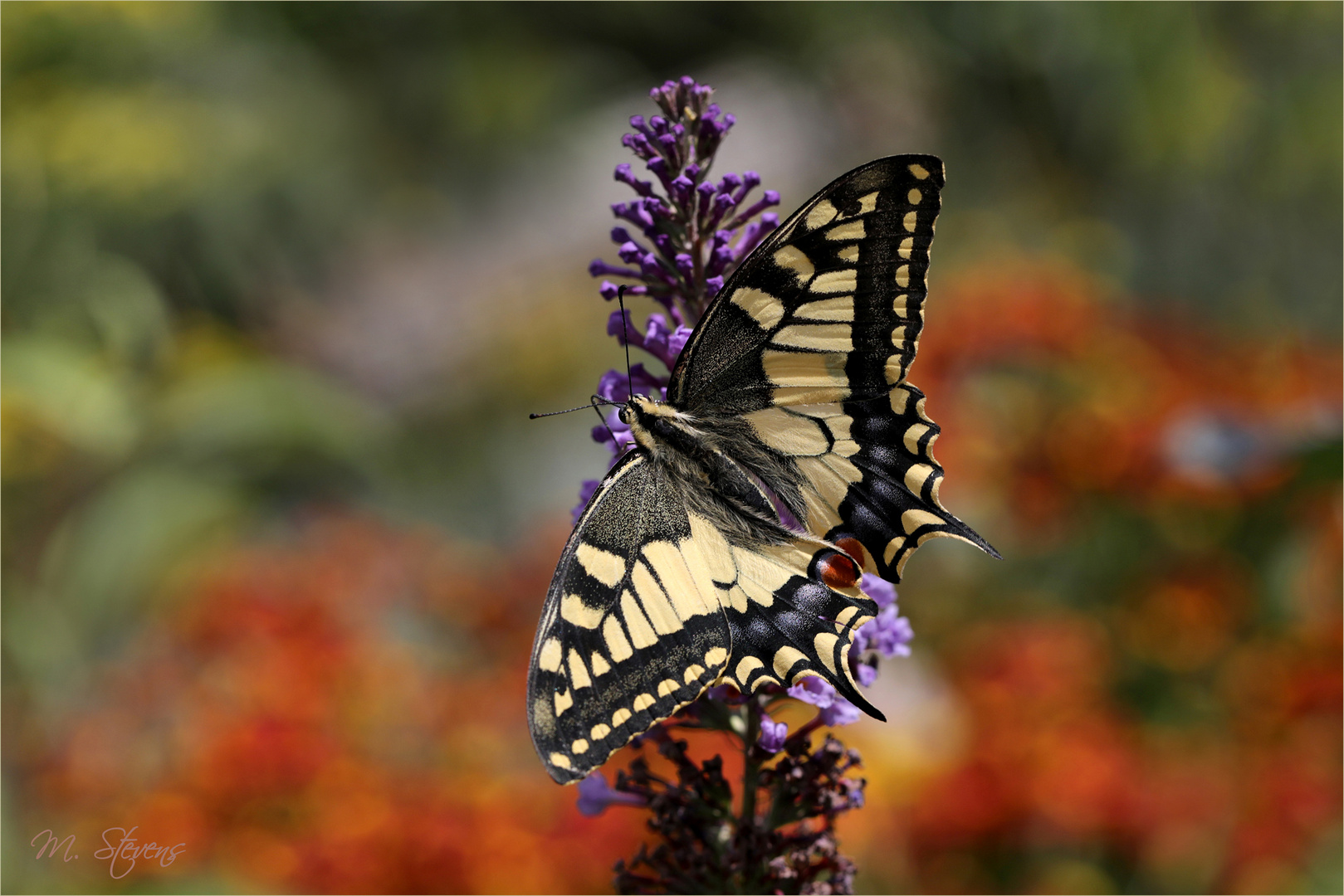 Gartenglück 2 Foto & Bild spezial, sommer, natur Bilder auf