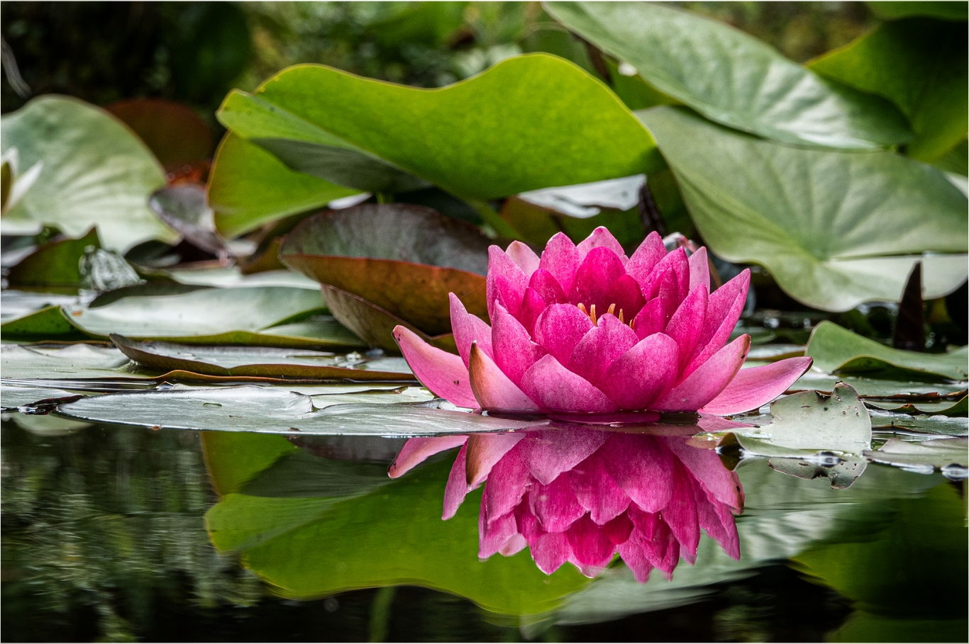 Gartenglück Foto & Bild pflanzen, pilze & flechten, blüten