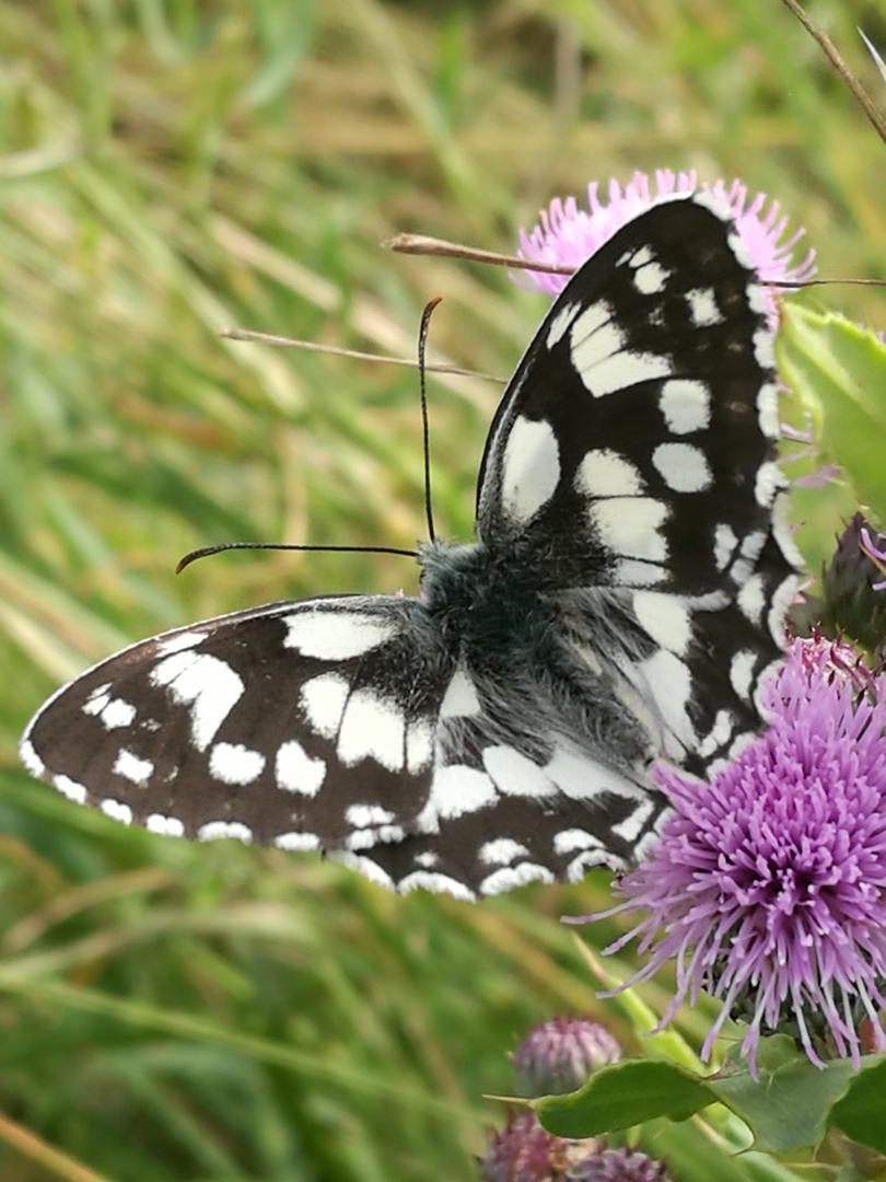 Gartenglück (Schmetterling des Jahres 2019)