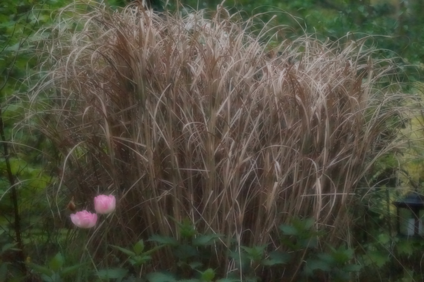 GartenGras