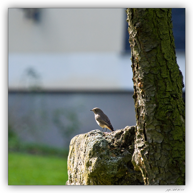 Gartengrasmücke...