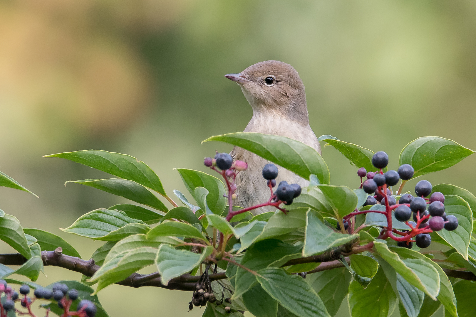 Gartengrasmücke im Roten Hartriegel