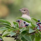 Gartengrasmücke im Roten Hartriegel