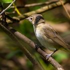 Gartengrasmücke - Name ist verwirrwend oder?