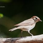 --- Gartengrasmücke ---        ( Sylvia worin )