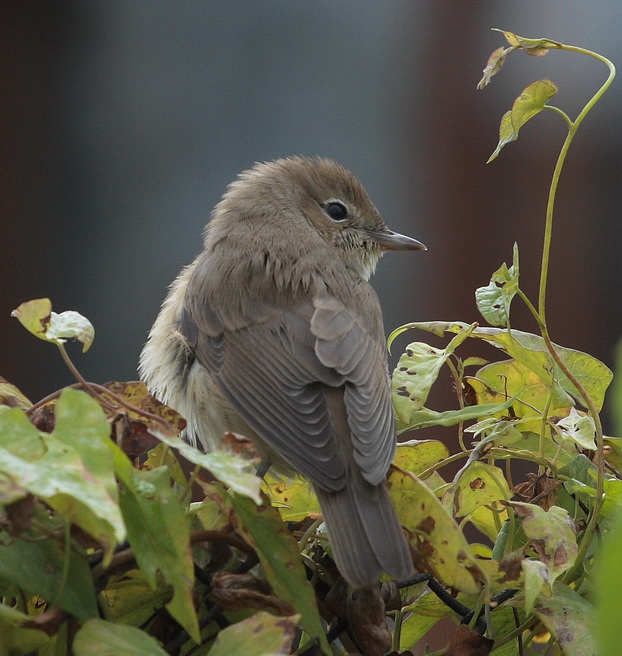 Gartengrasmücke Vor dem Abflug auf die Überwinterung