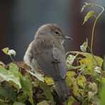 Gartengrasmücke Vor dem Abflug auf die Überwinterung