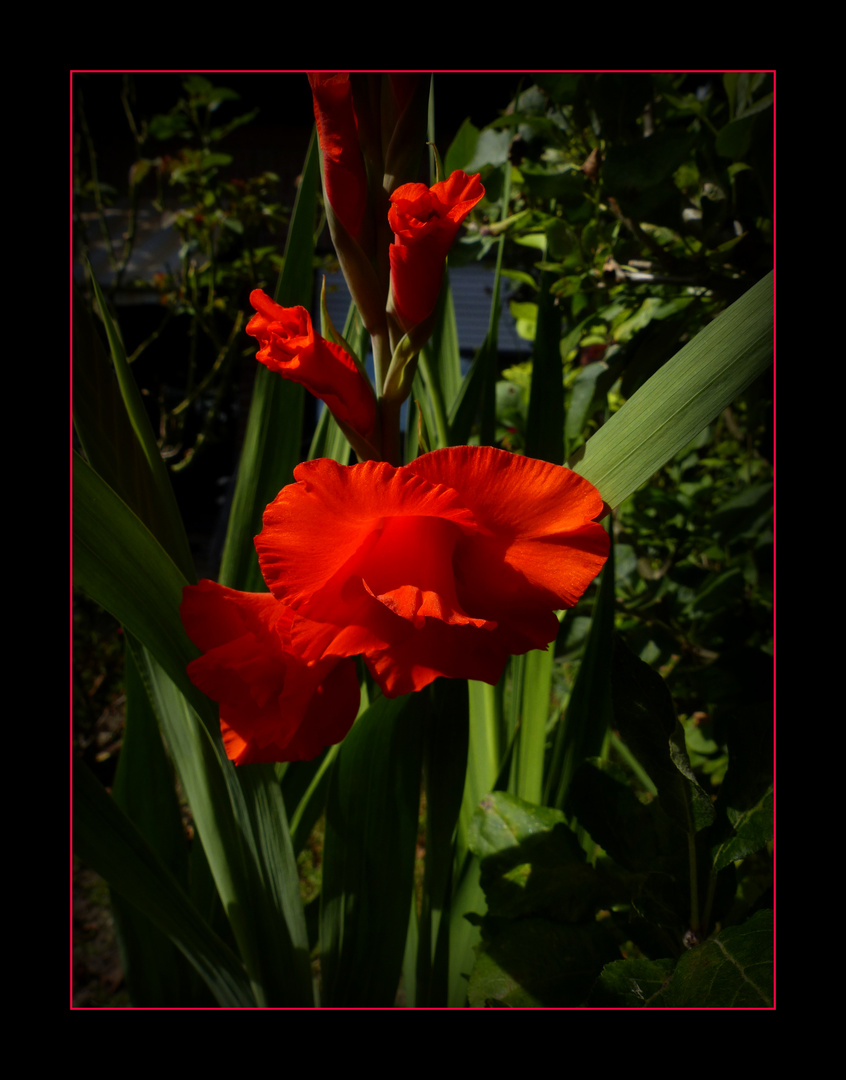 Gartengrüße am Mittwoch