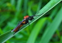 Gartenhaarmücke Weibchen