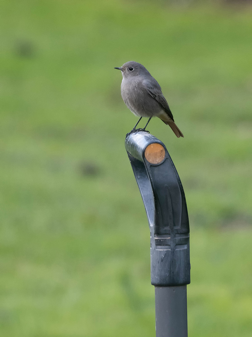 Gartenhelfer