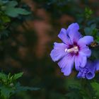 Gartenhibiscus