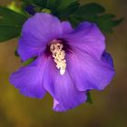 Gartenhibiscus