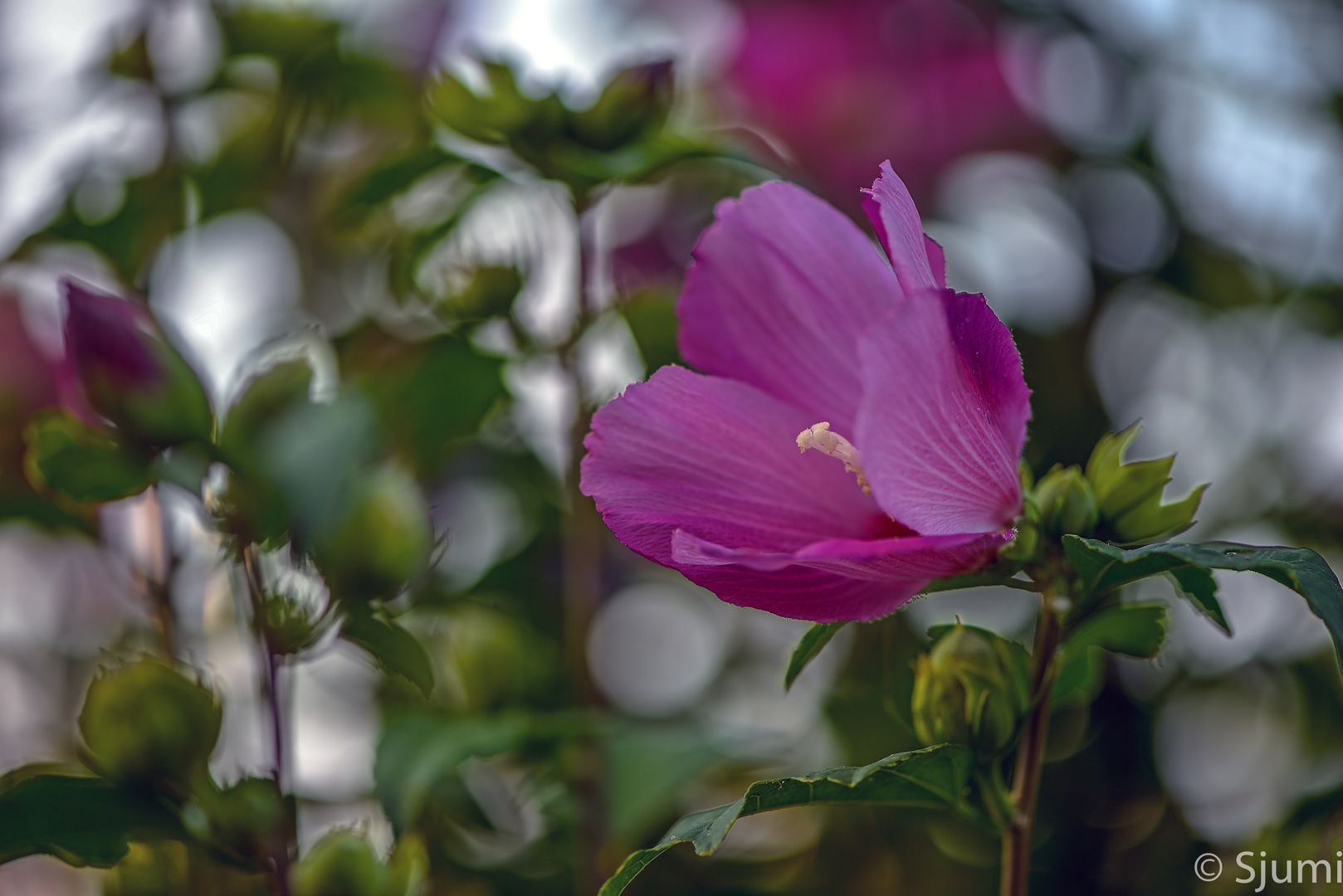 Gartenhibiscus