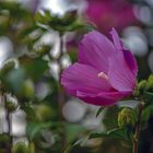 Gartenhibiscus