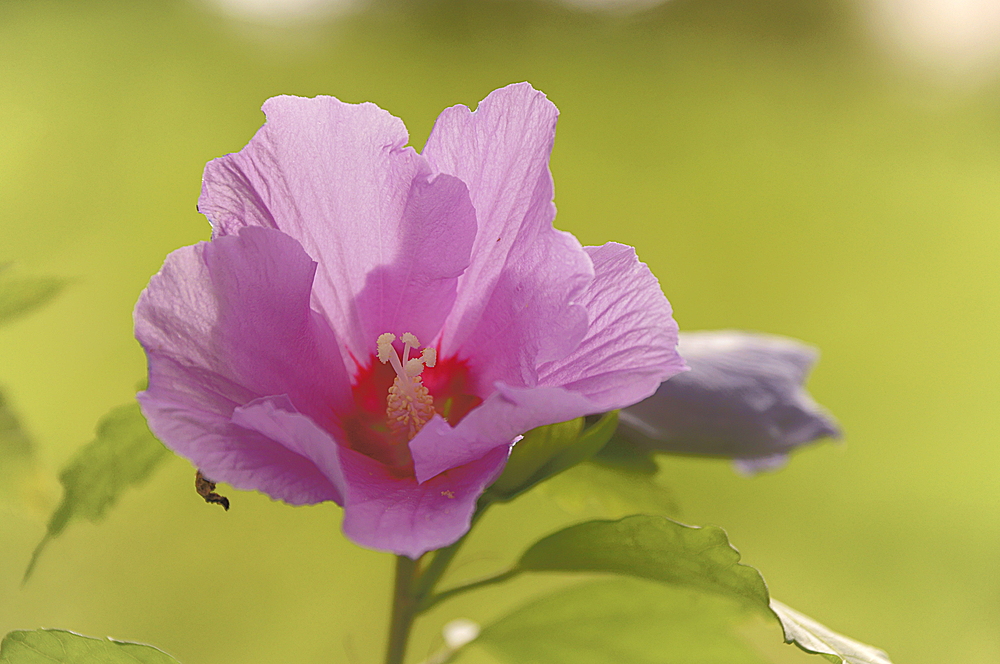 Gartenhibiscus