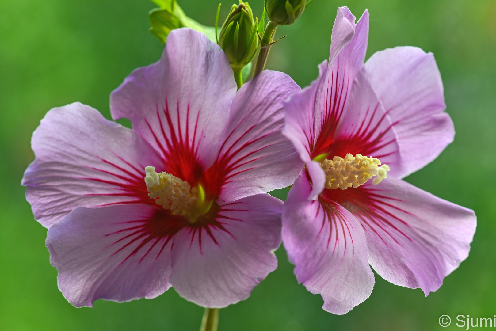 Gartenhibiscus 