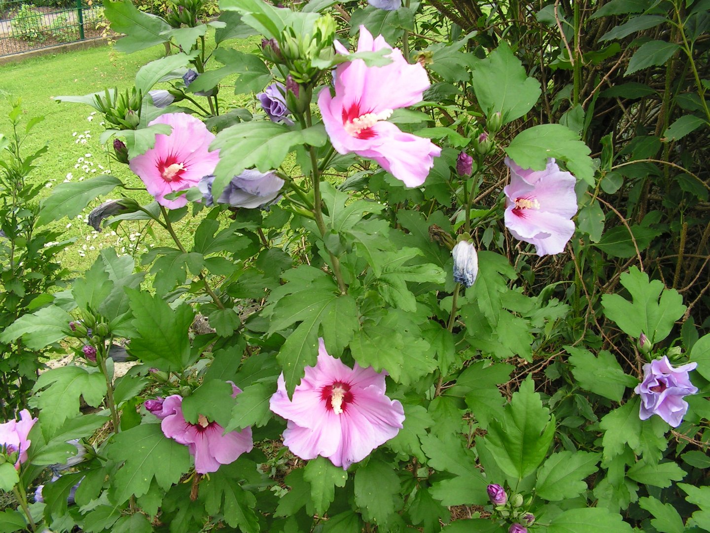 Gartenhibiscus, Hibiscus syriacus, Anfang August fast in voller Blüte