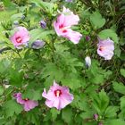 Gartenhibiscus, Hibiscus syriacus, Anfang August fast in voller Blüte