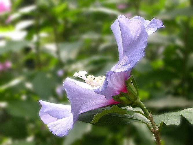 Gartenhibiskus