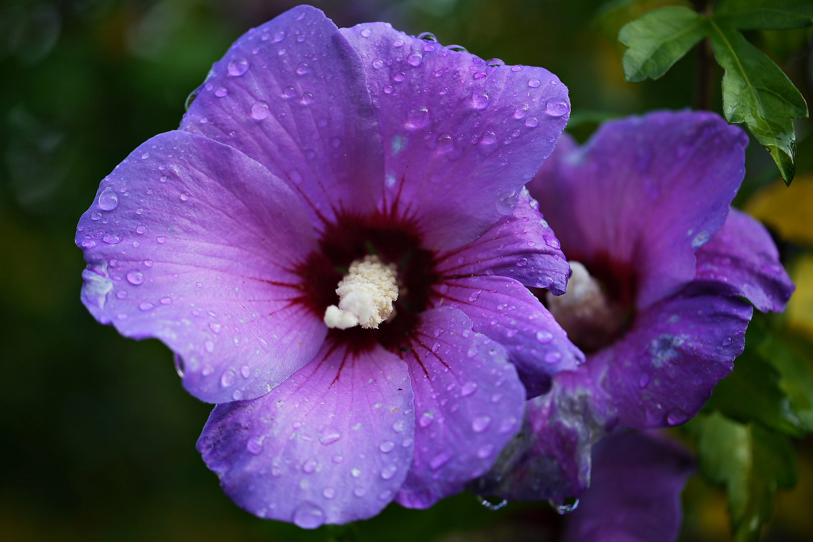 Gartenhibiskus