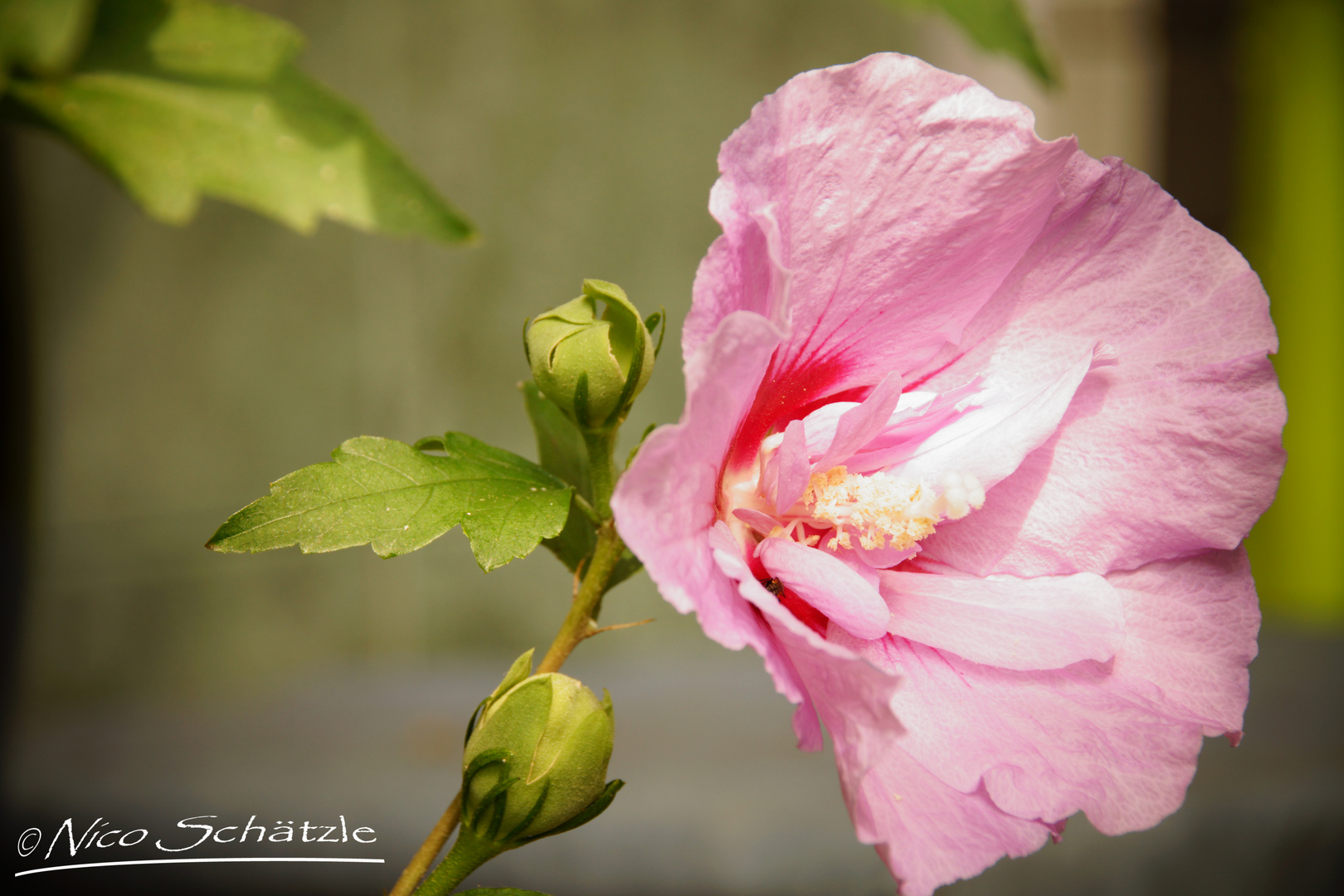 Gartenhibiskus