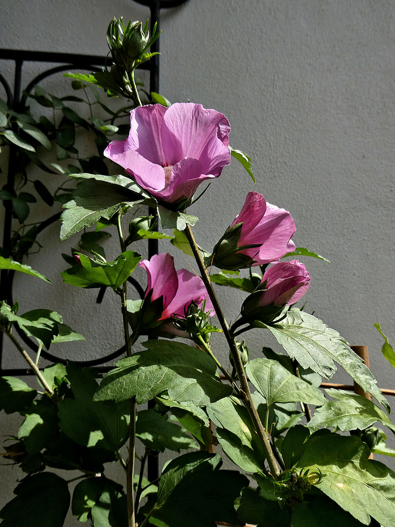 Gartenhibiskus auf dem Balkon