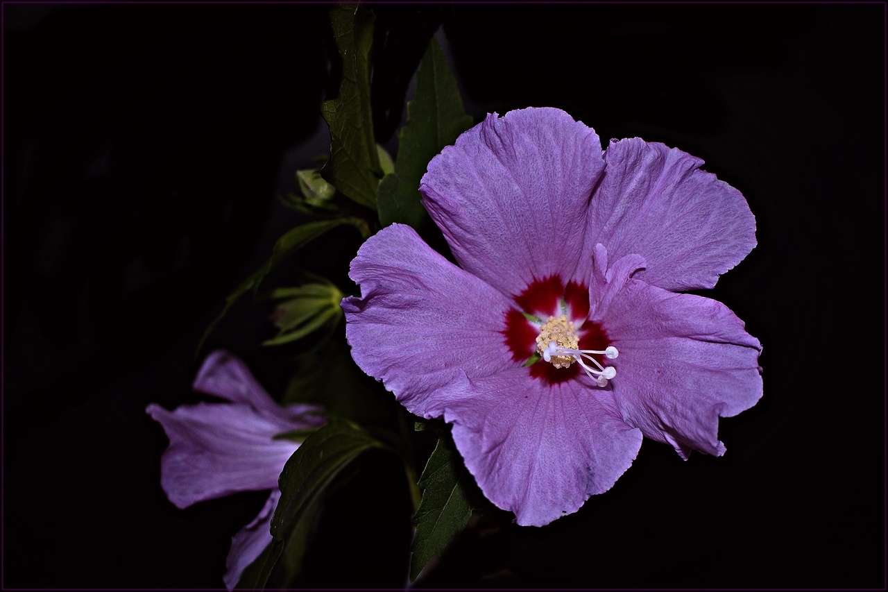 " Gartenhibiskus ( Hibiscus syriacus )