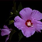 " Gartenhibiskus ( Hibiscus syriacus )