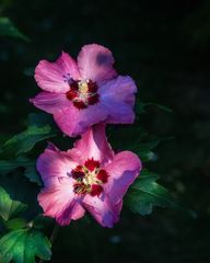 Gartenhibiskus im Abendlicht