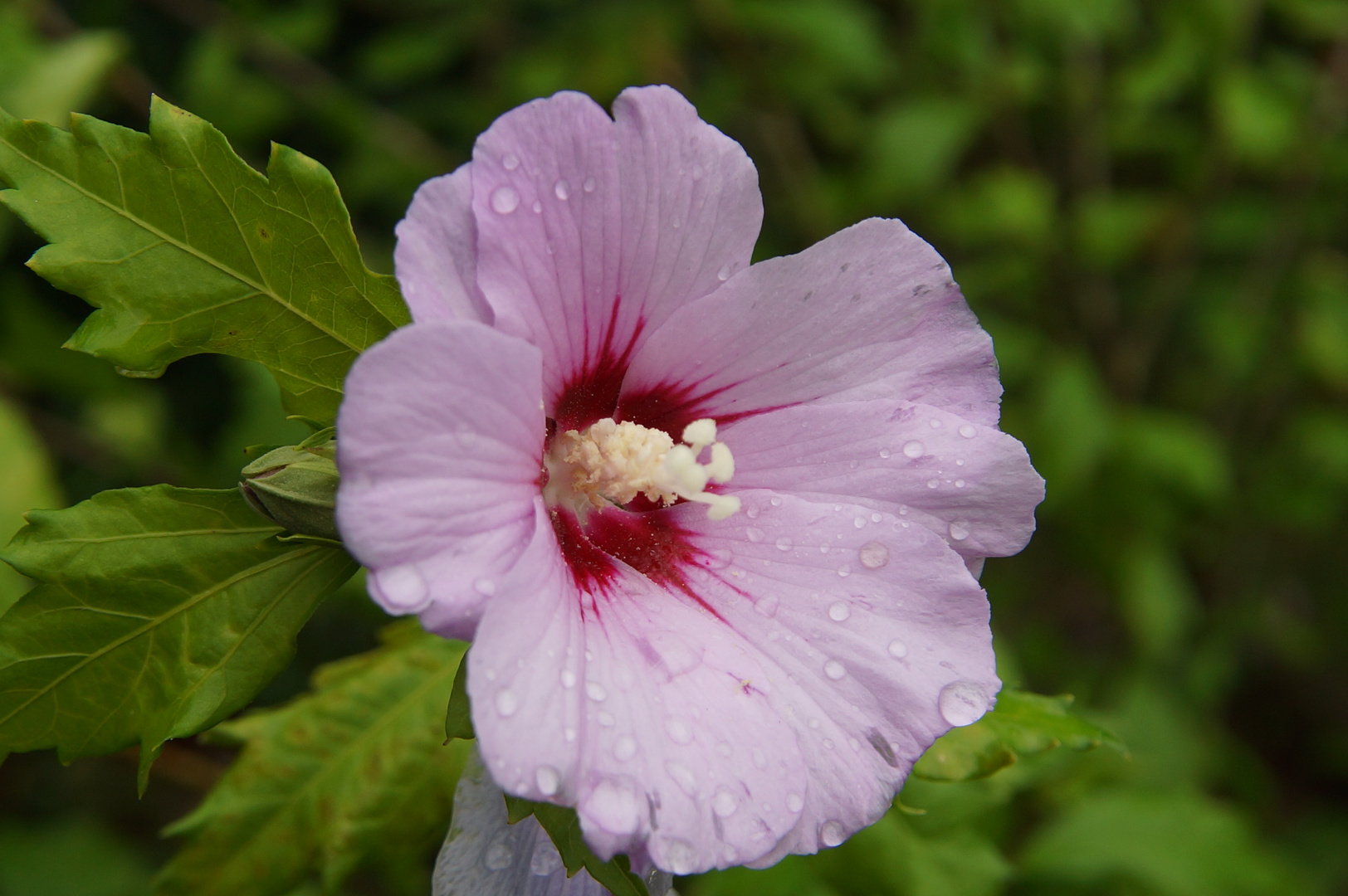 Gartenhibiskus nach Sommerregen