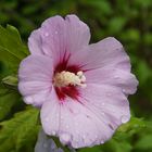 Gartenhibiskus nach Sommerregen