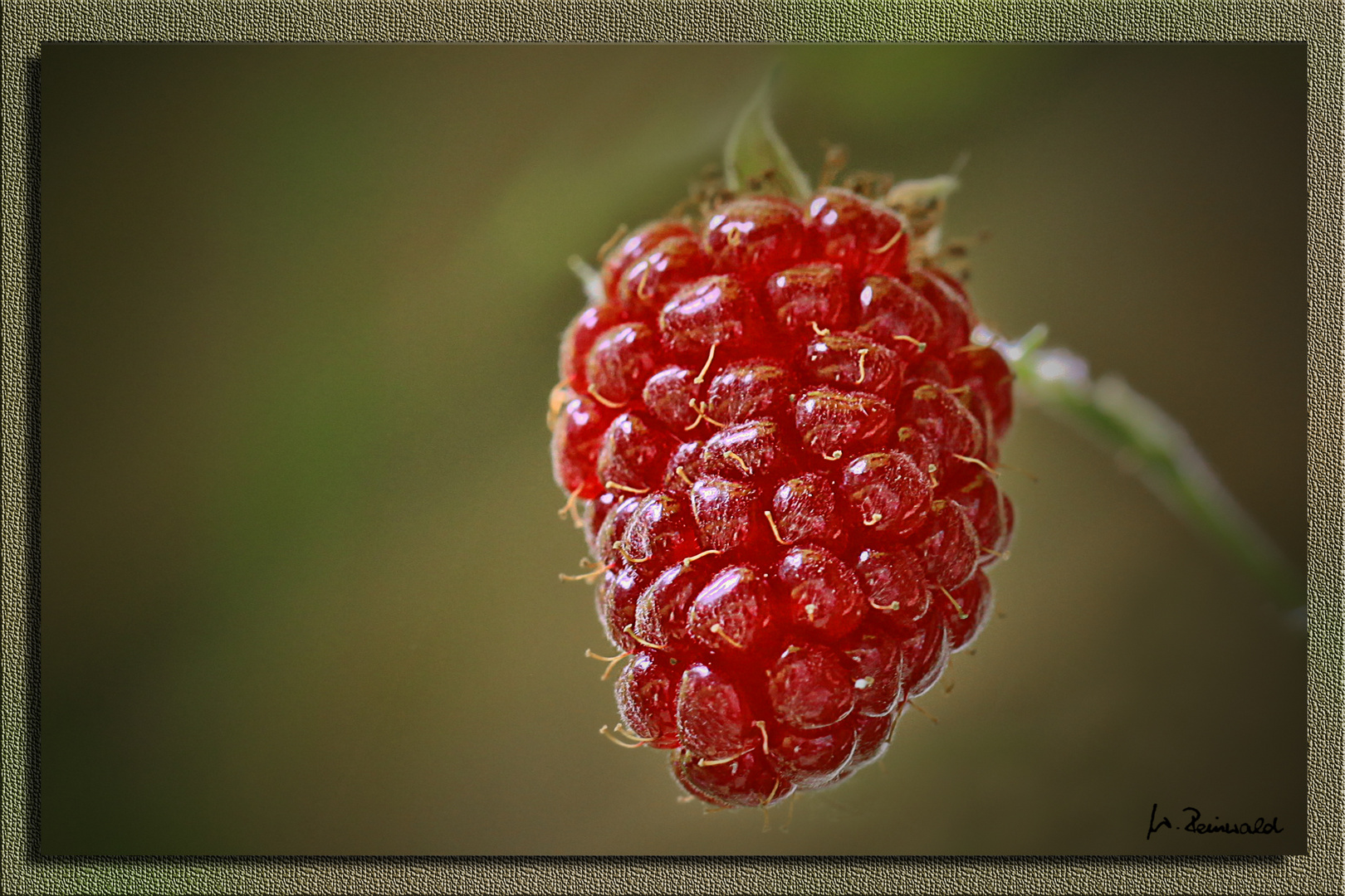 Gartenhimbeere