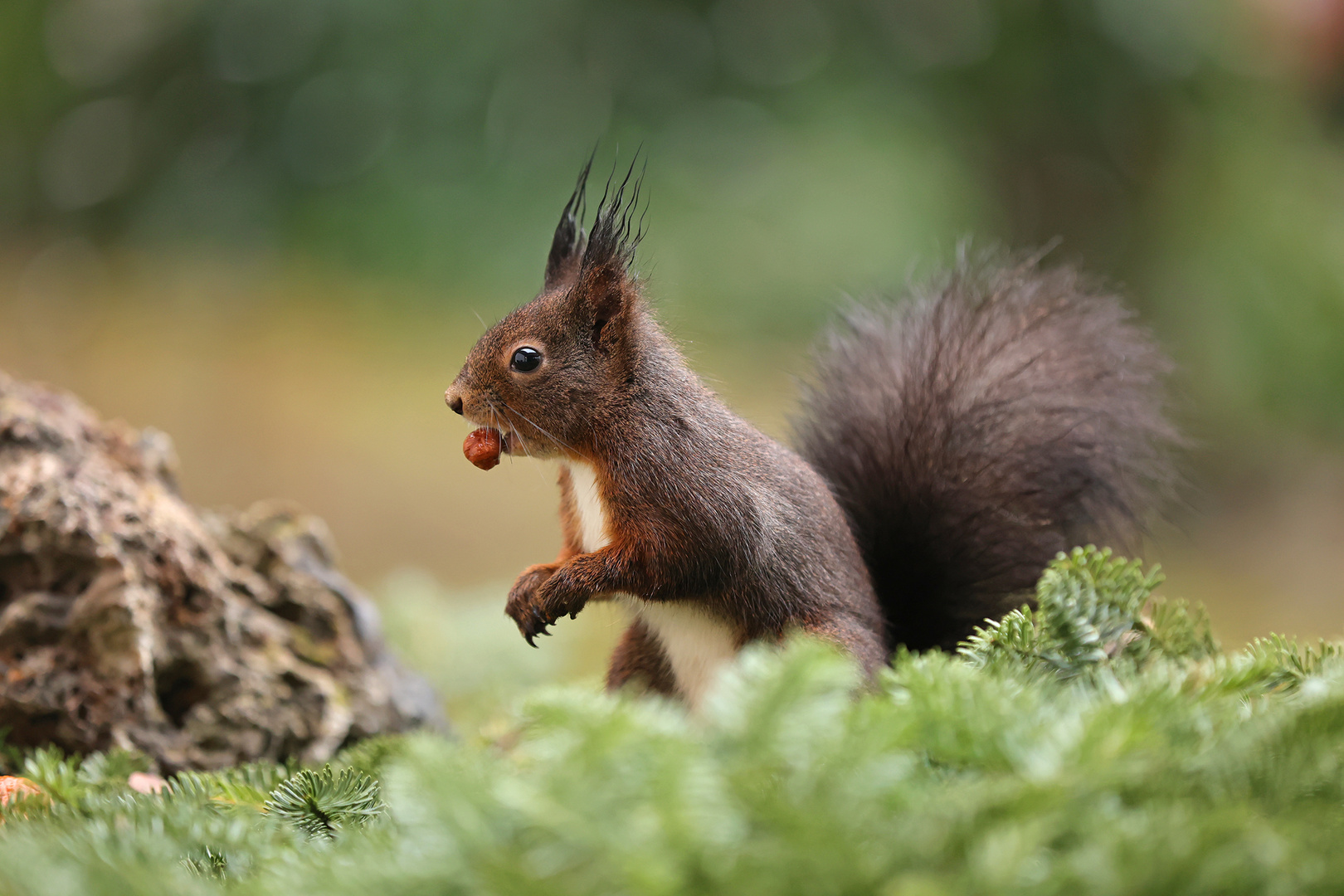 Gartenhörnchen