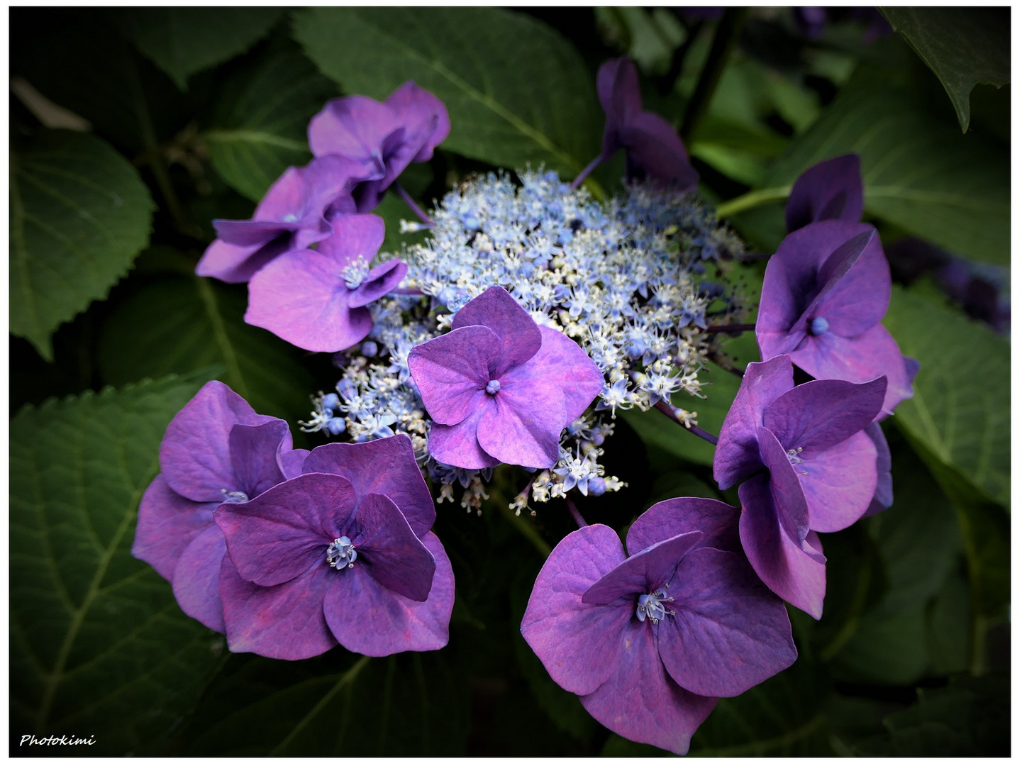 Gartenhortensie