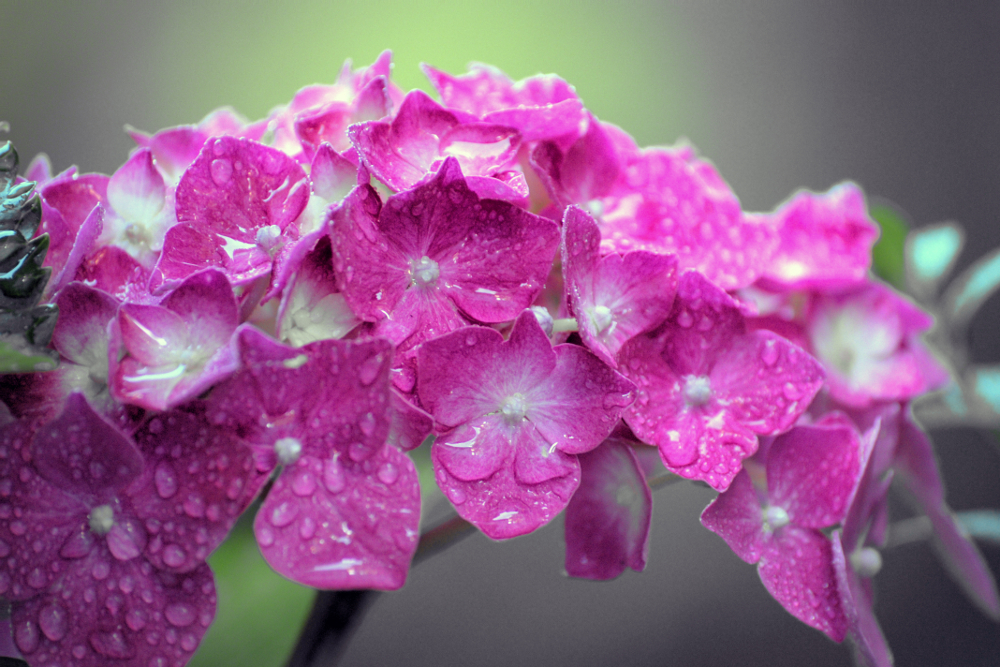 Gartenhortensie