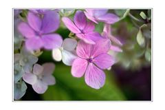 Gartenhortensie (Hydrangea macrophylla)