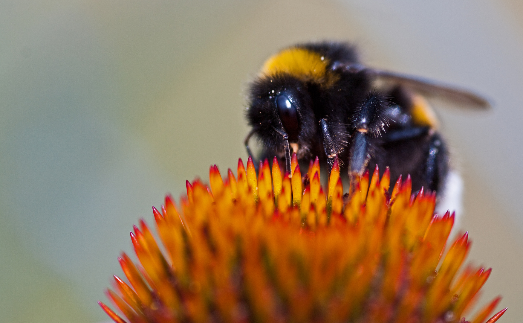 Gartenhummel