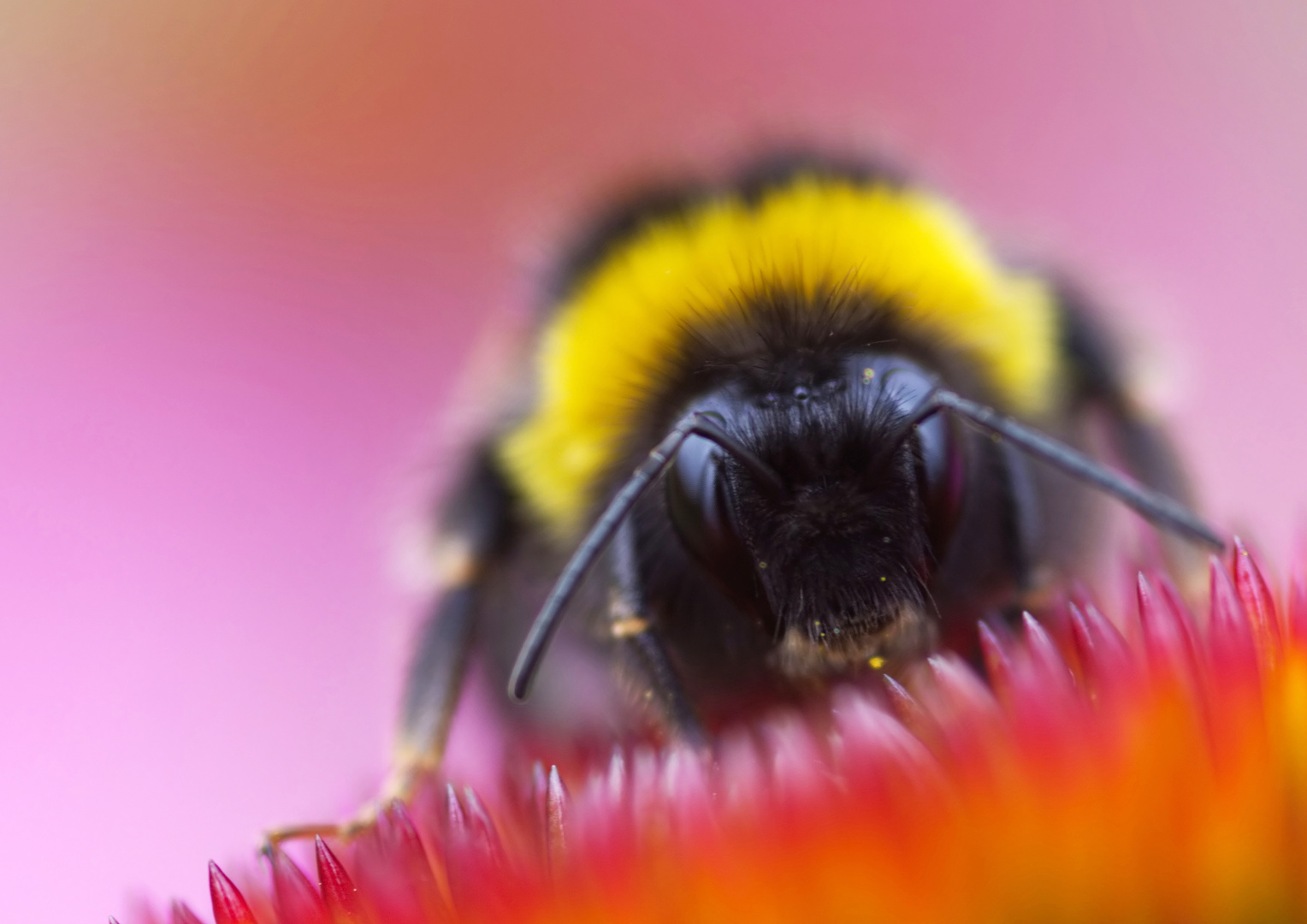 Gartenhummel